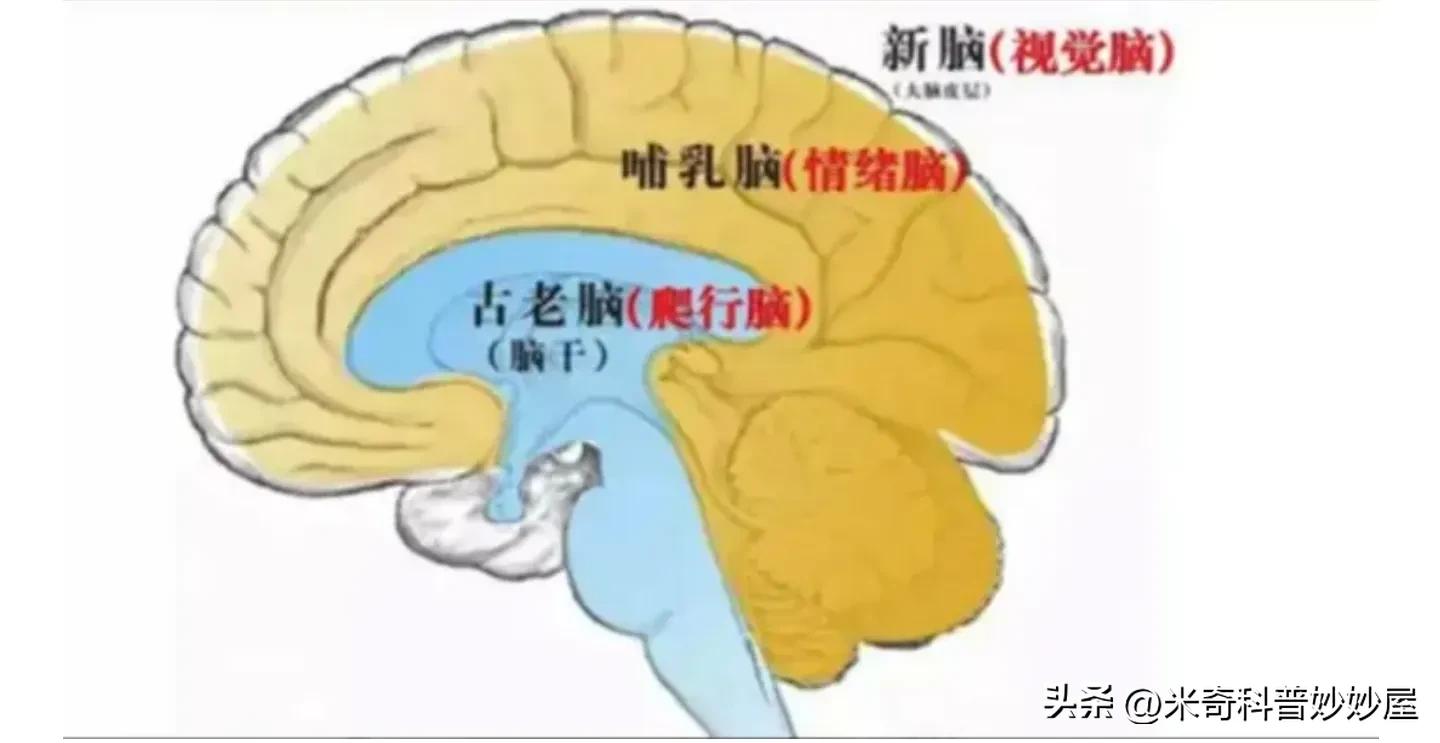 是大脑控制你，还是你控制大脑呢？