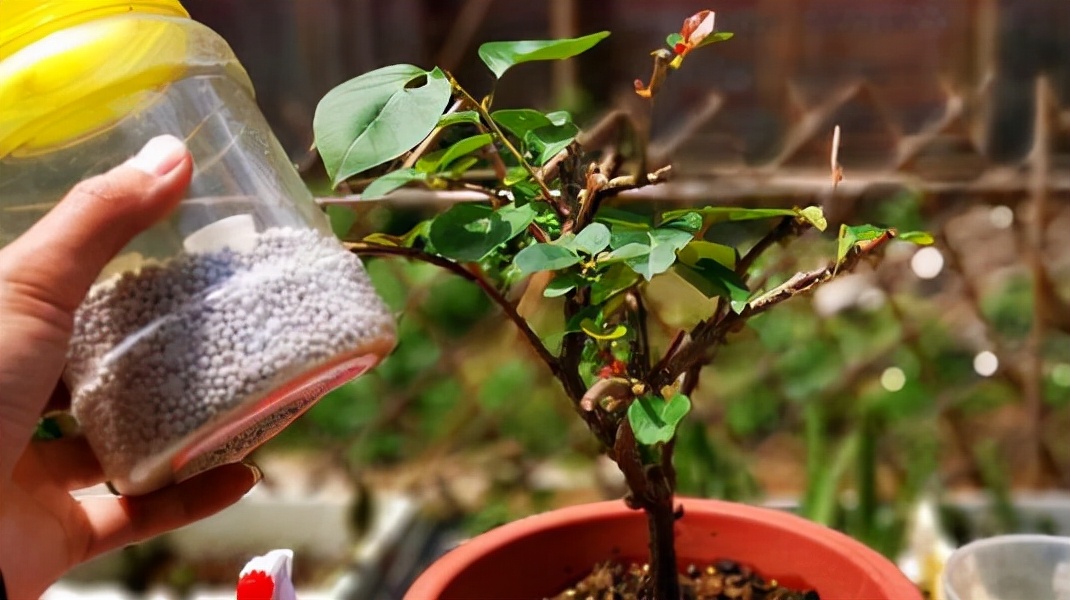 促花用花多多好还是磷酸二氢钾好,磷酸二氢钾正确的促花方法