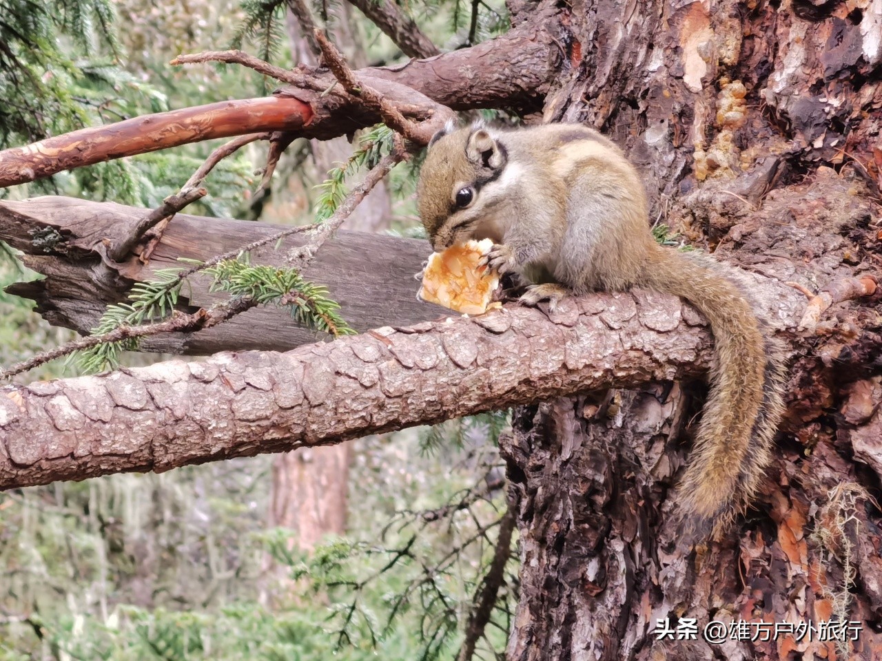 川西稻城亚丁四姑娘山色达路线,川西旅游色达佛学院