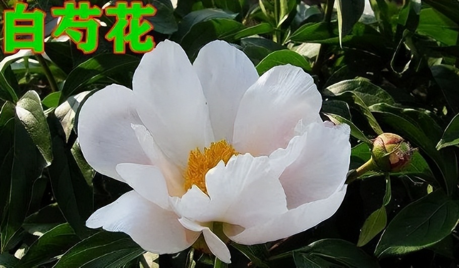 白芍的神奇功效秘方,每天学一味中药白芍