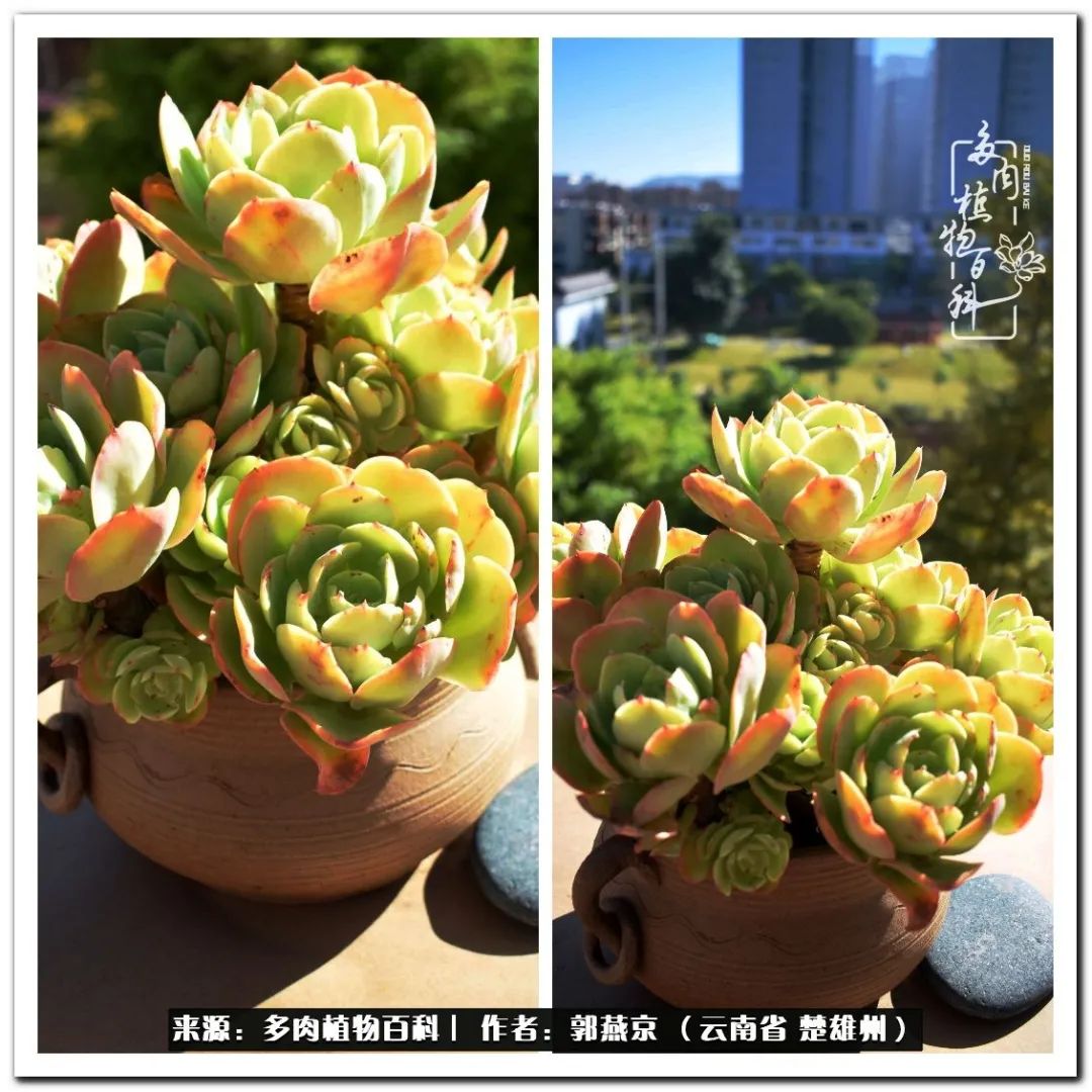 小院的多肉陪我度过春夏秋冬,好度夏又好过冬的多肉