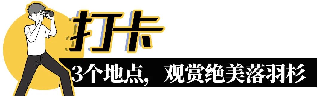 娲箹鍏洯娣卞湷,娲箹鍏洯鑽疯姳