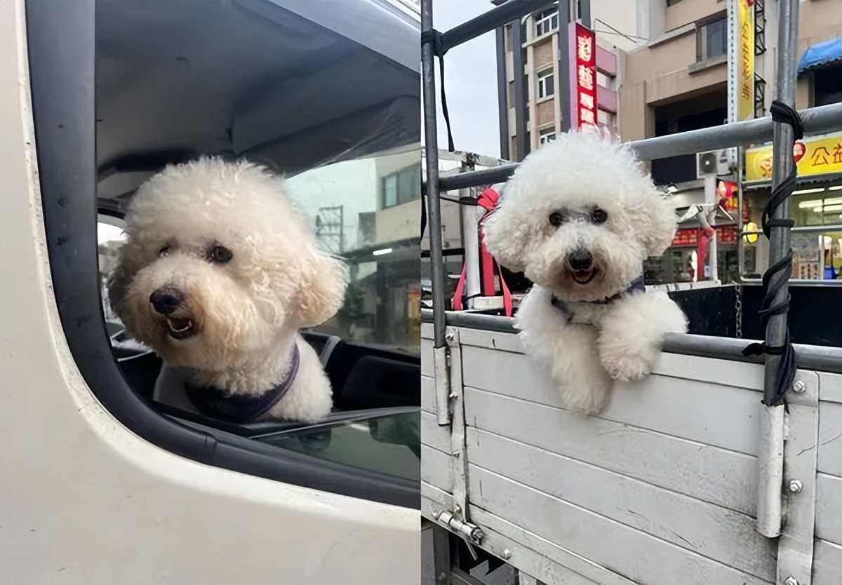 带可爱白狗出门路人反应,带小白狗上班