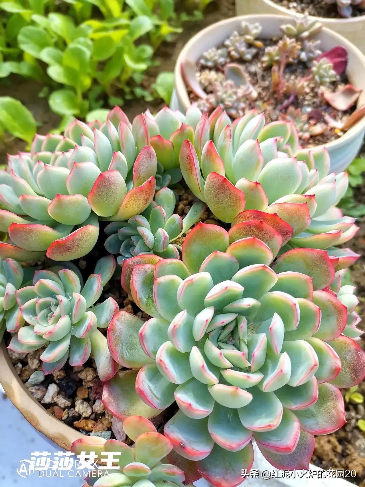 说说你生活中踩过的坑,那些年我踩过的坑原视频