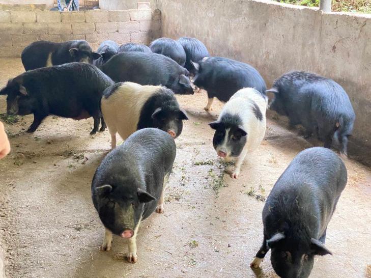 巴马香猪濒临灭绝,为什么中国土猪濒临灭绝呢