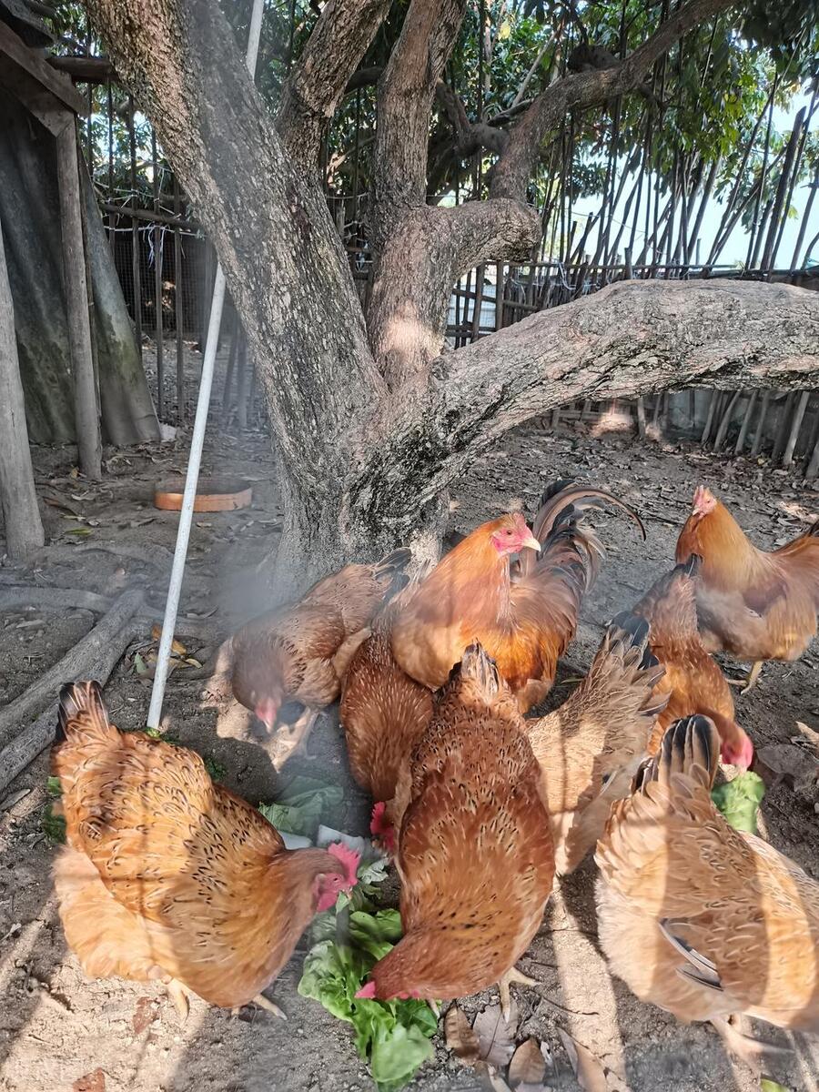 和园散记系列八：爹爹守护的竹满和园，是母亲的因果，看着我们