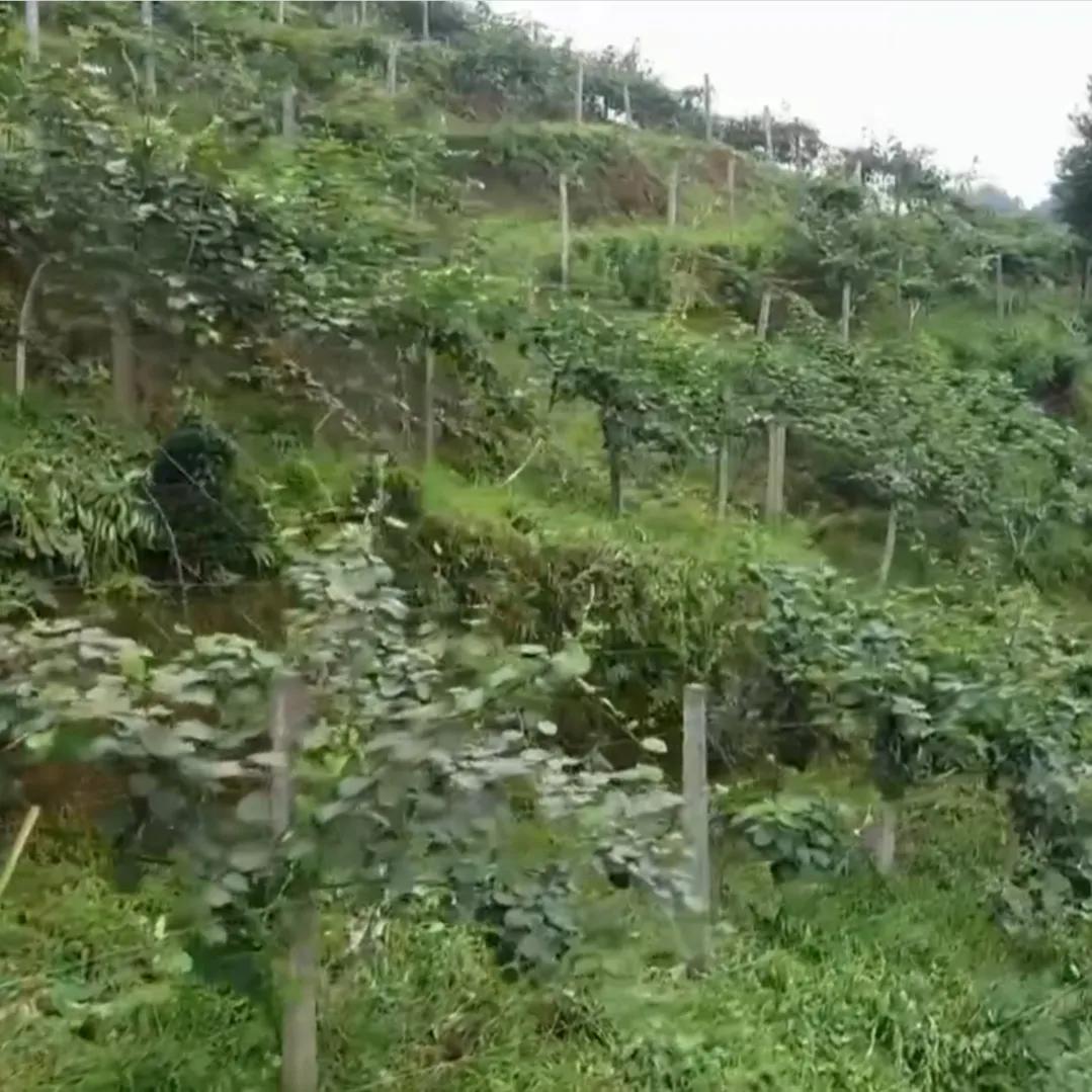 女人承包500亩荒山,女子承包50亩山地