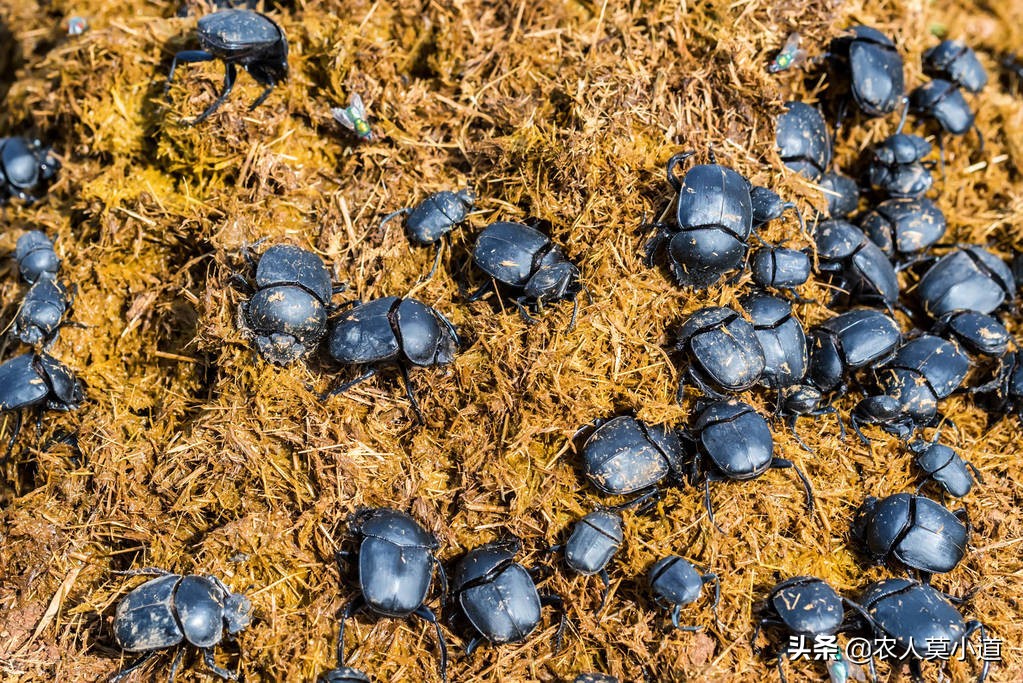 养殖蛴螬骗局,养殖金龟子