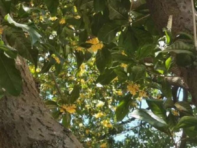 陶醉在秋天的诗句,陶醉在秋天美景