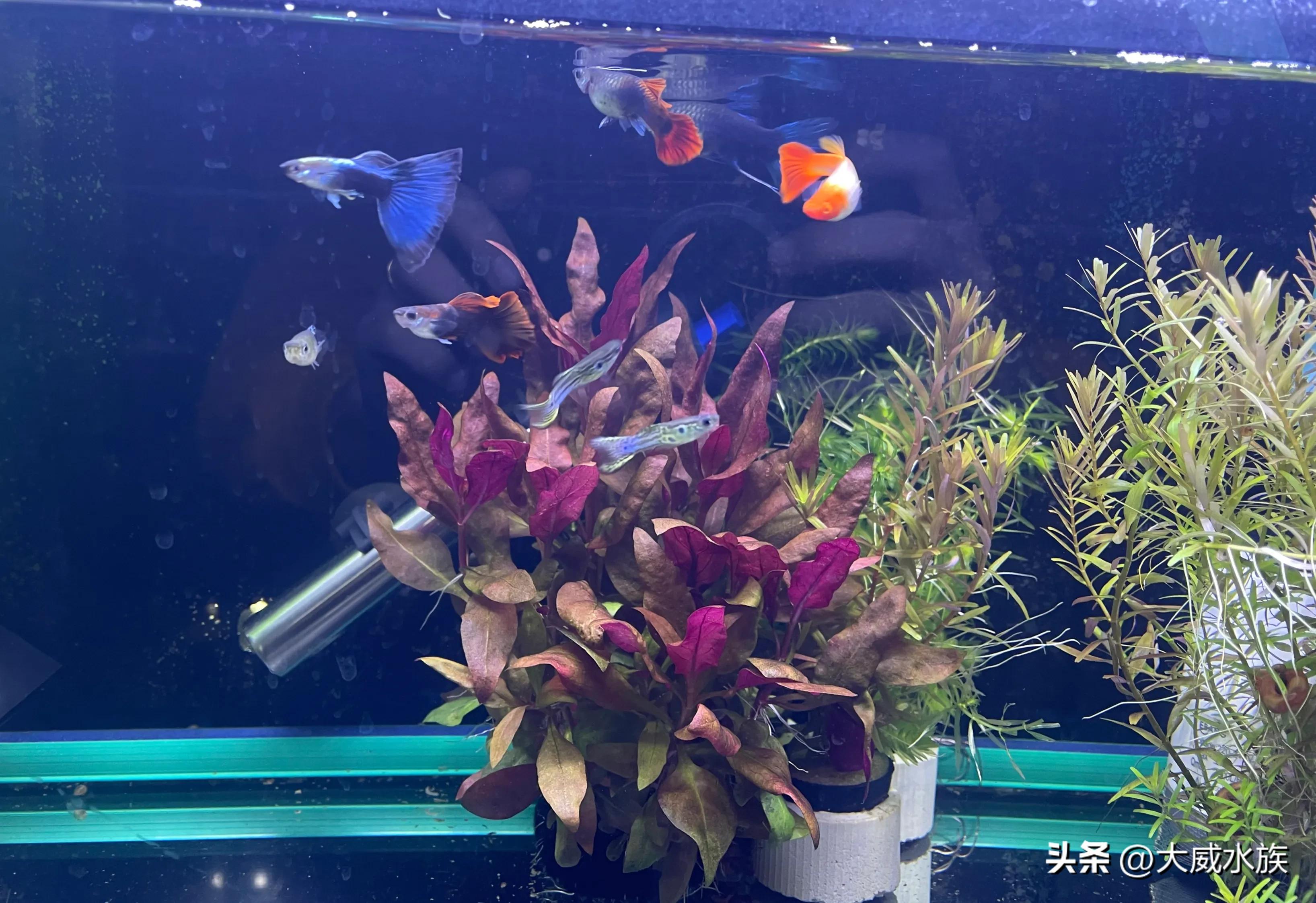 孔雀鱼小鱼苗该怎么预防生病,孔雀鱼喂红虫生病会自己好吗