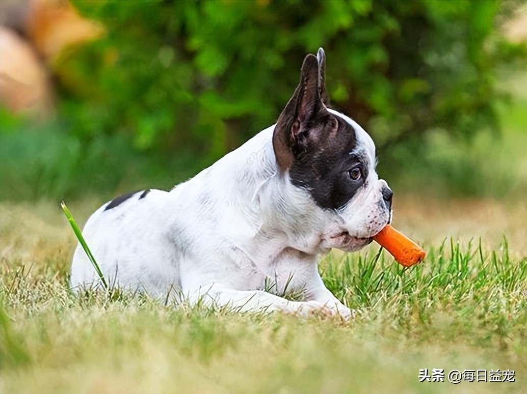 狗狗最爱吃的六种蔬菜,狗狗最爱吃的十种食物