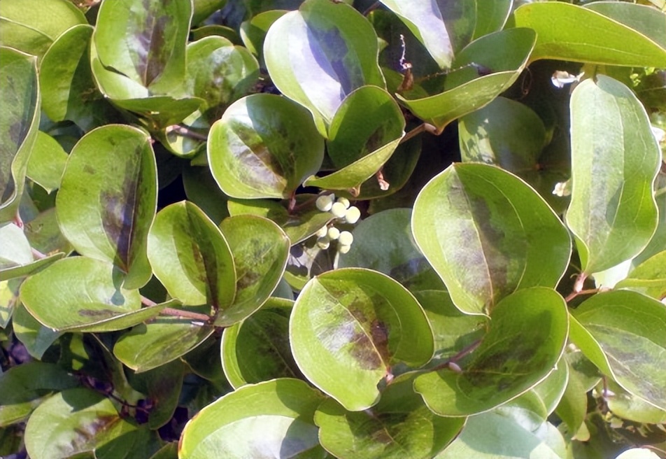 金刚藤有哪几种,金刚藤是什么样子的草药