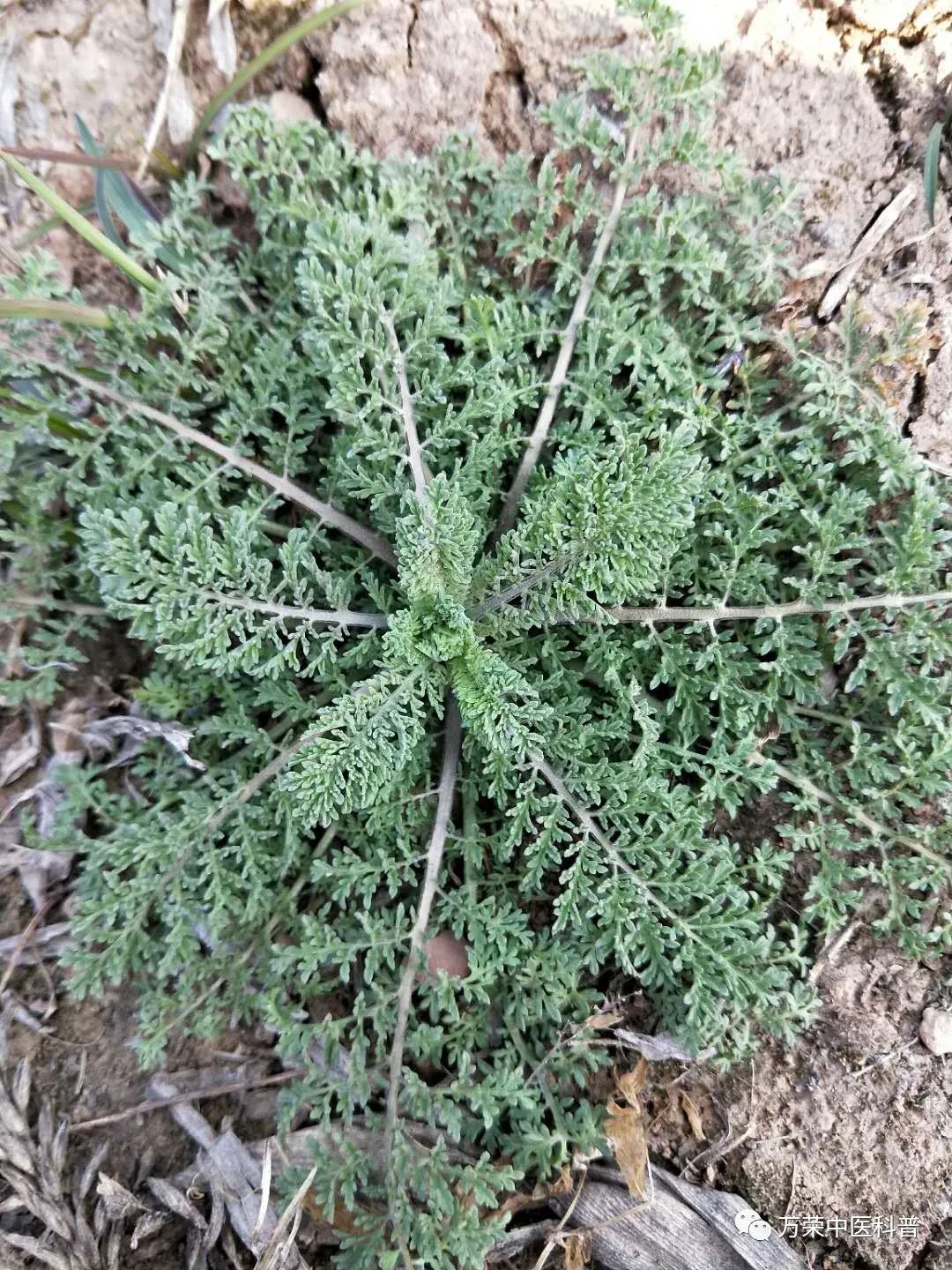 植物幼苗的发展过程详细,植物的幼苗在生长过程中