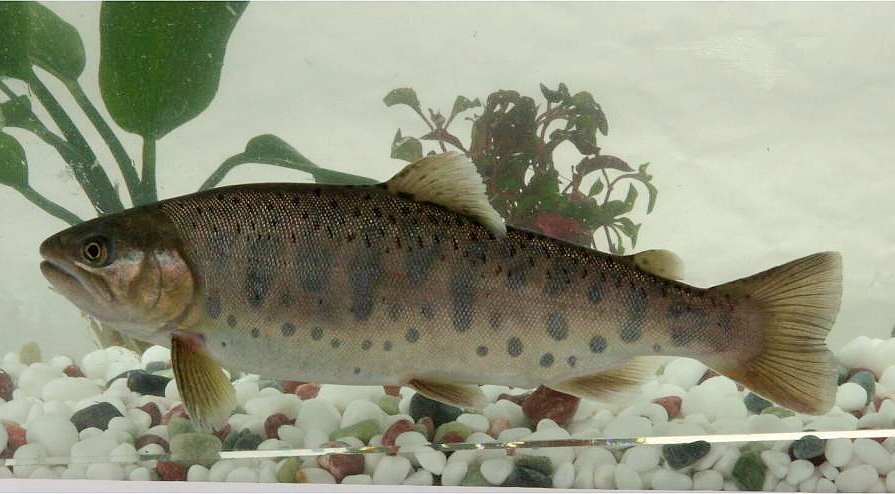 黑龙江鱼类大全名称,黑龙江十大出名鱼排名