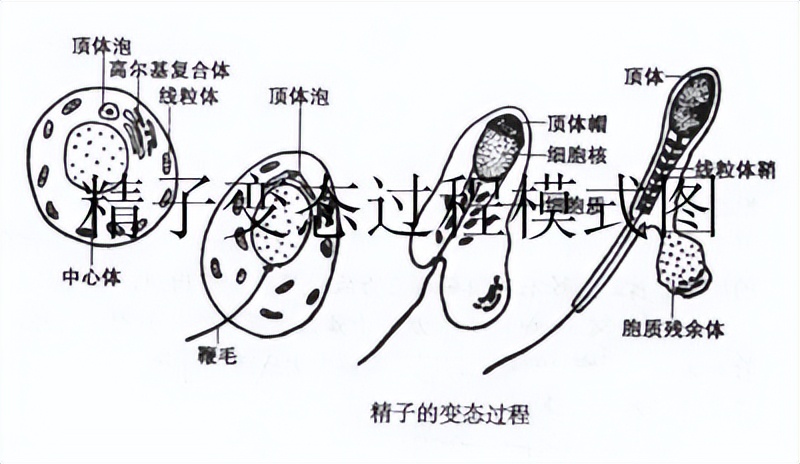 动物的择偶标准,动物择偶