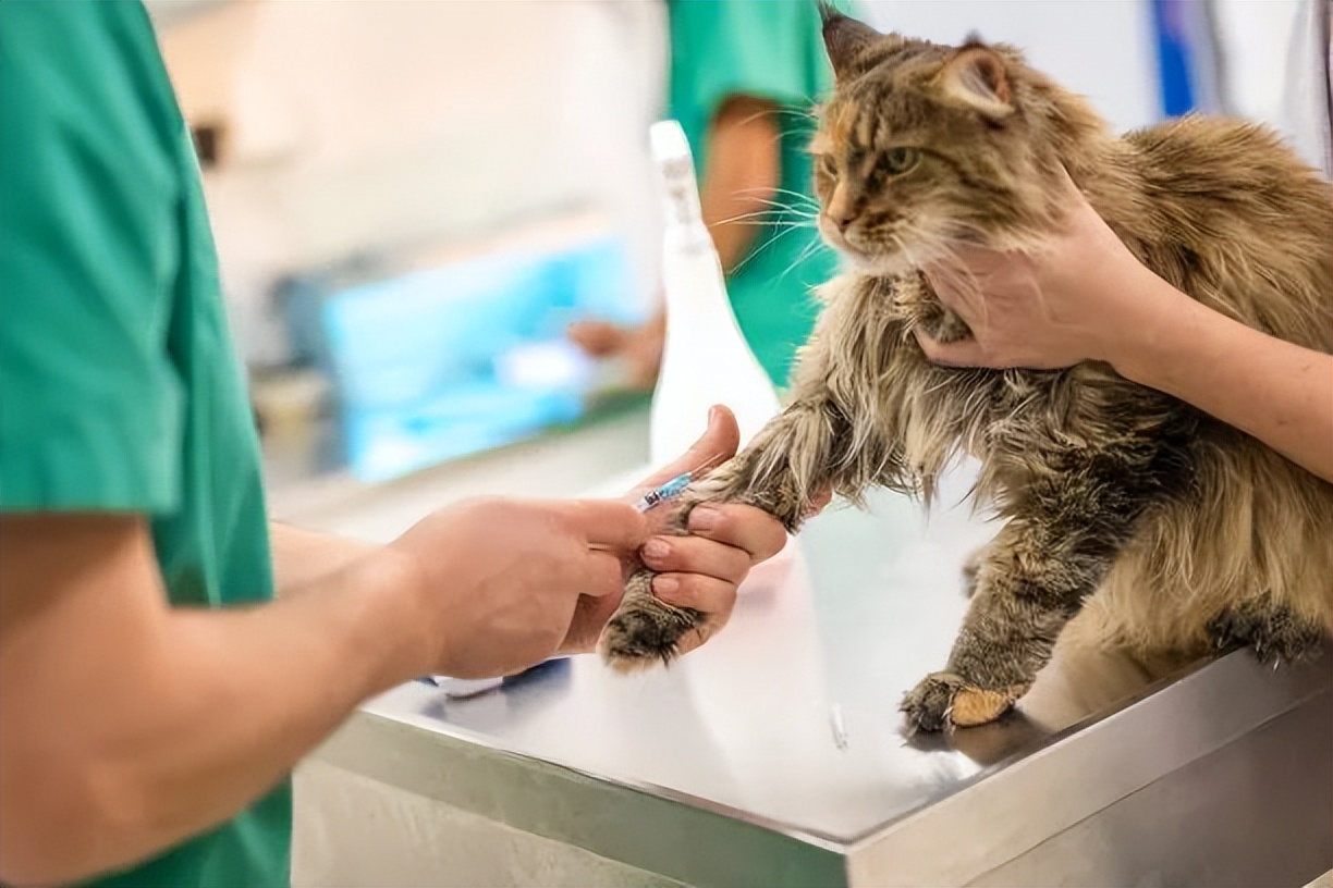 养猫指南入门,猫怎么养最全的新手养猫攻略