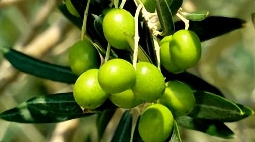 成都有哪些国家地理标志农产品,四川成都特色农产品