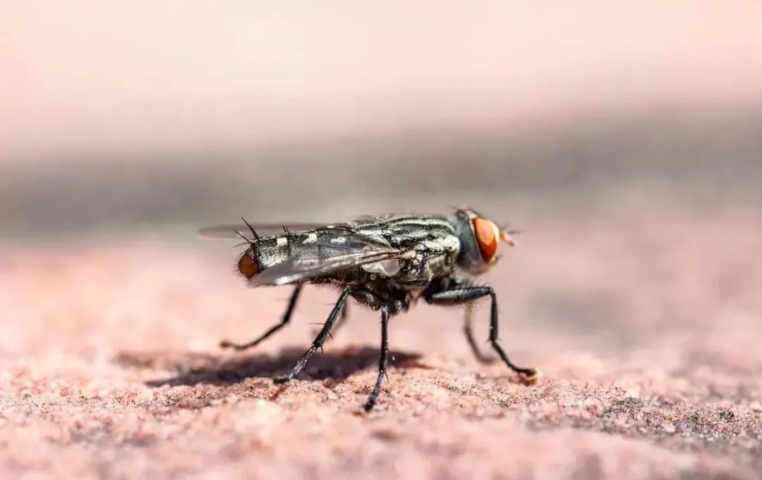 家中放5角硬币的意义,墙角放五角硬币