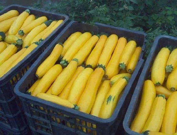 香蕉西葫芦哪里卖,香蕉西葫芦从育苗到结果要多久