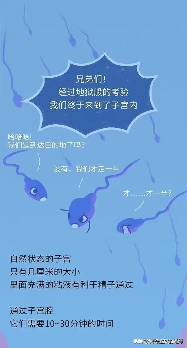 精子进入女性体内的24小时，都经历了什么？漫画