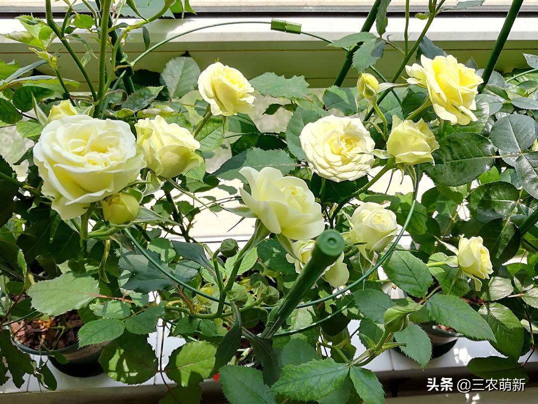 20种月季花图片大全,介绍月季花方法