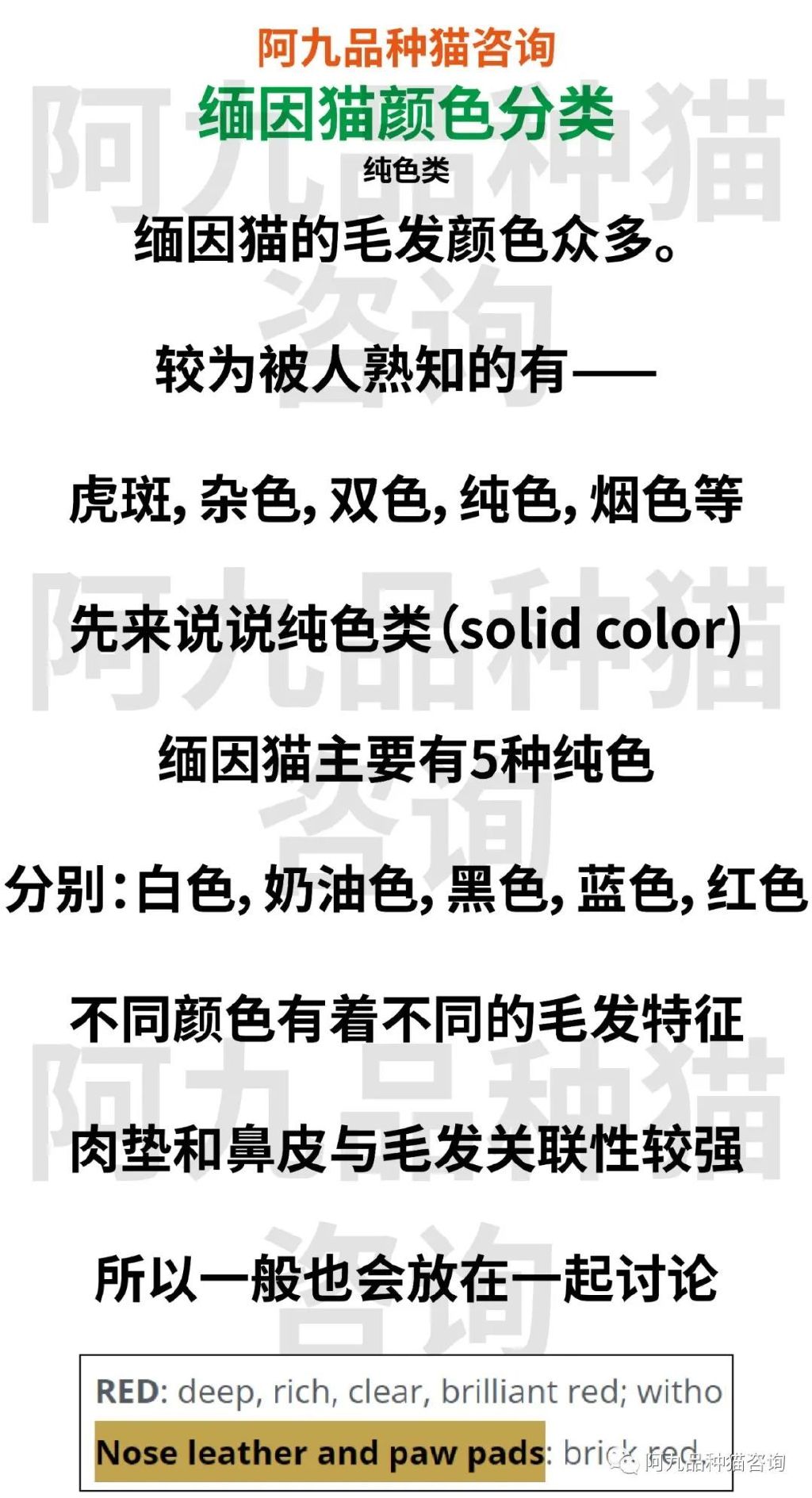 缅因猫品种标准图解，缅因猫怎么分辨好坏，缅因猫怎么分辨颜色