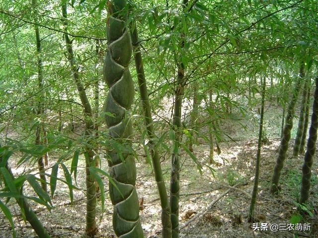 罗汉竹：寓意“节节高升”却被大量砍伐，如今身价倍增