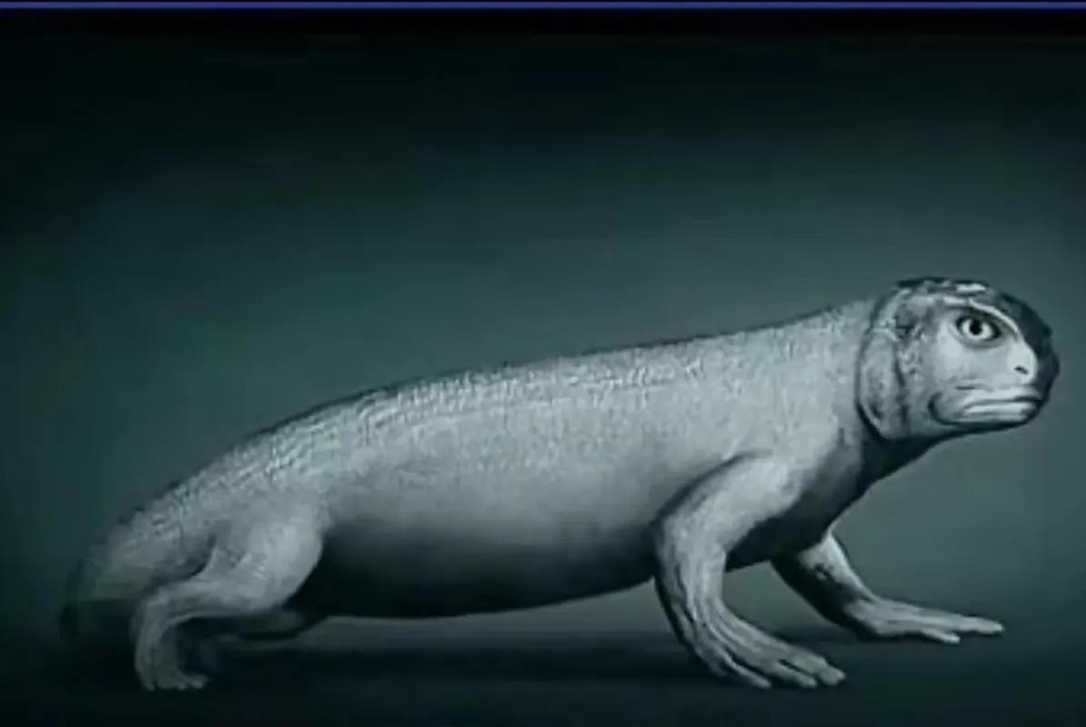 人类的祖先鱼类两栖类生物名字,为什么人类的祖先是鱼呢