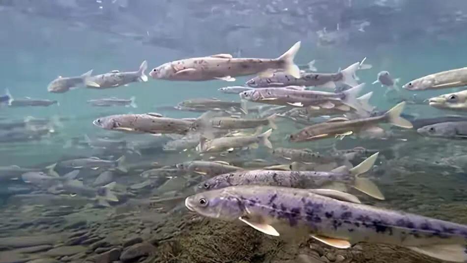 湟鱼洄游过程,湟鱼洄游障碍