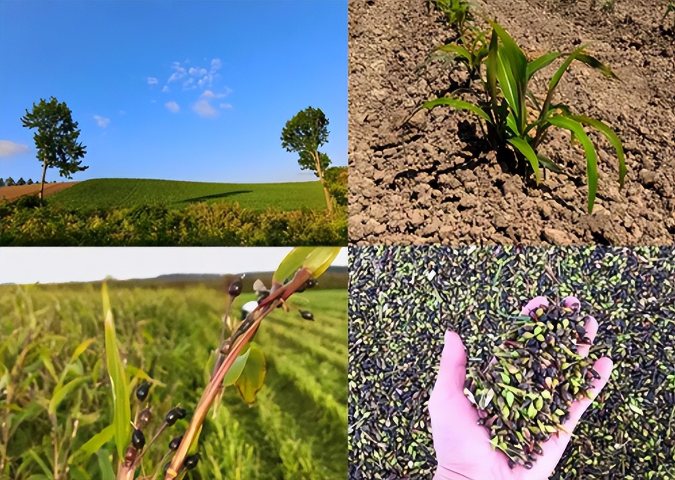 澳尔滨健康水日本专卖店,新款奥尔滨健康水