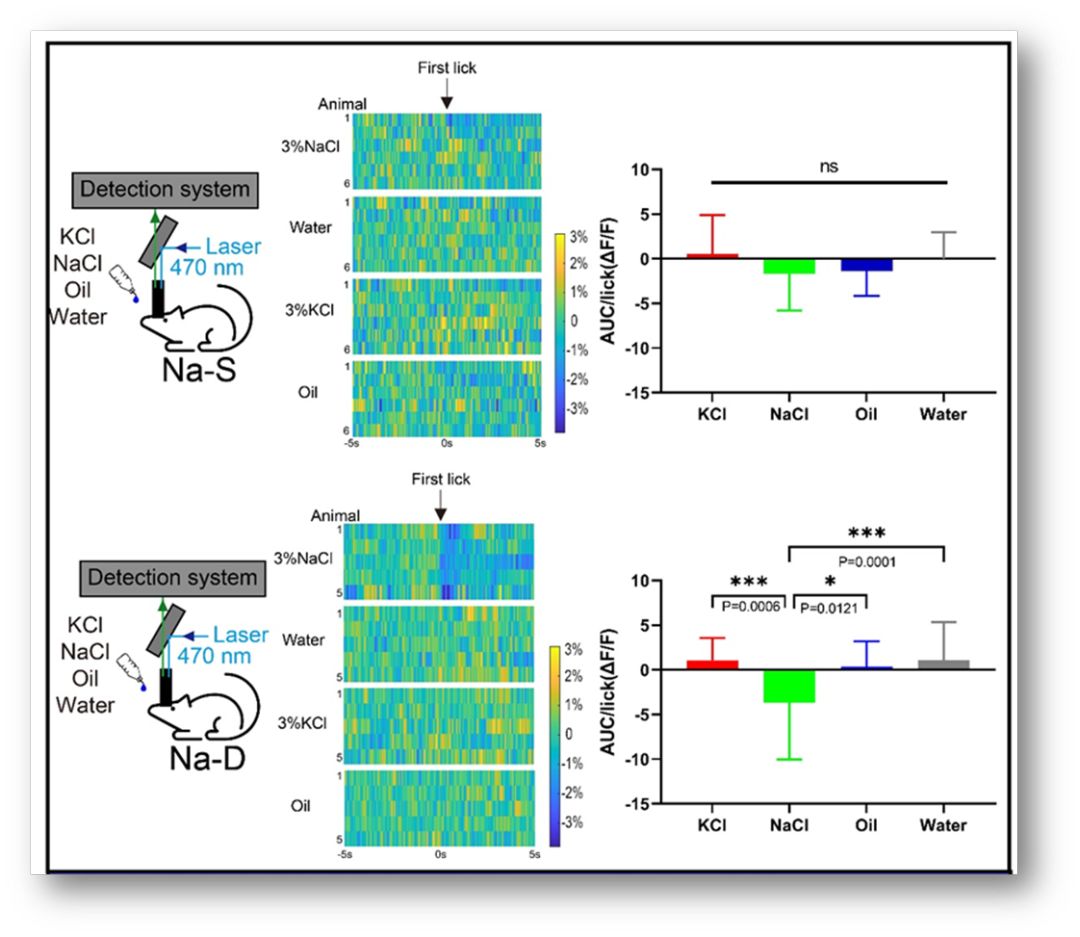 SciAdv：机体“缺盐”怎么办？——调控钠稳态的肠-脑轴机制