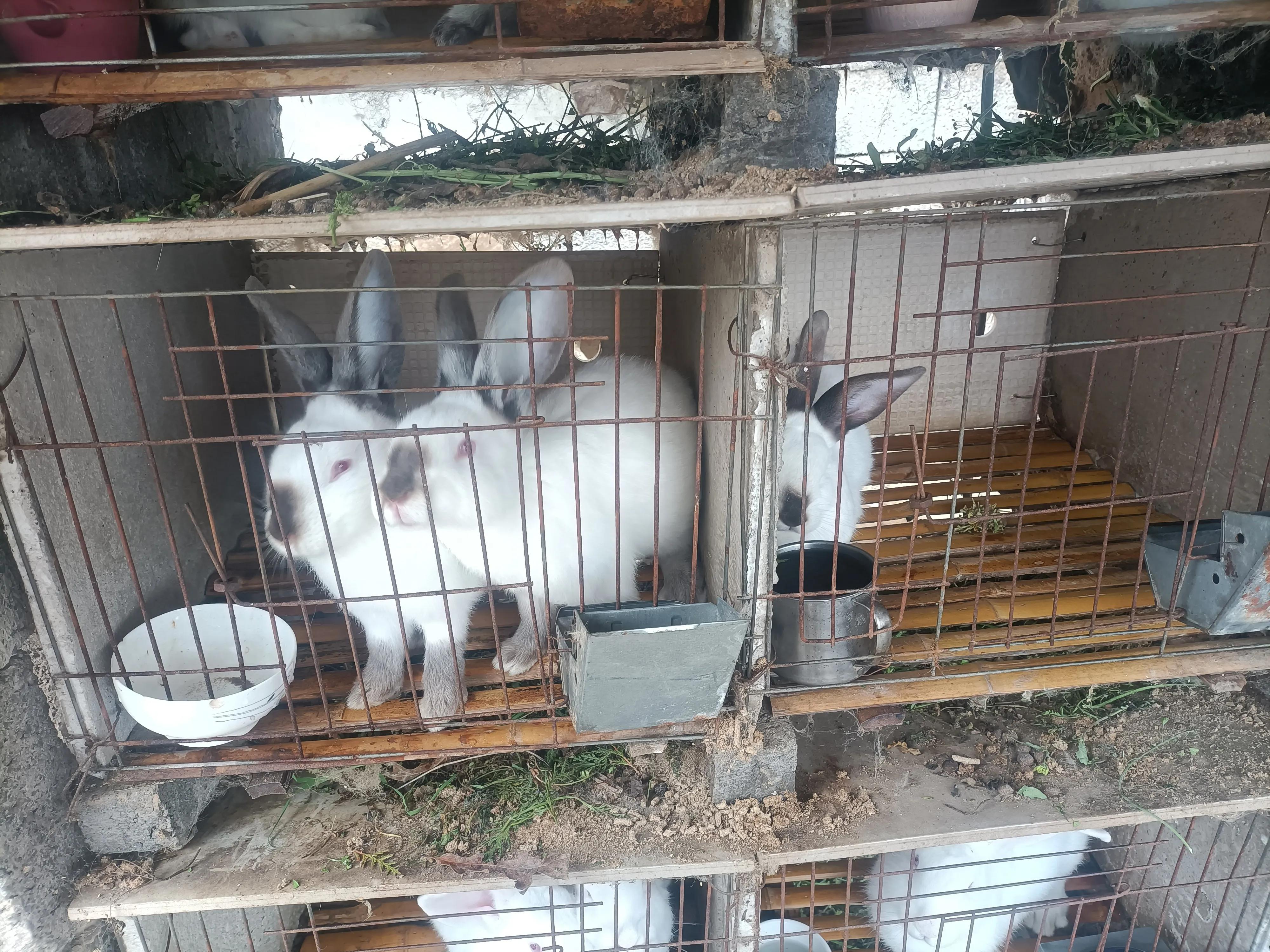 养羊和养兔哪个更赚钱,养鹅和养兔哪个赚钱