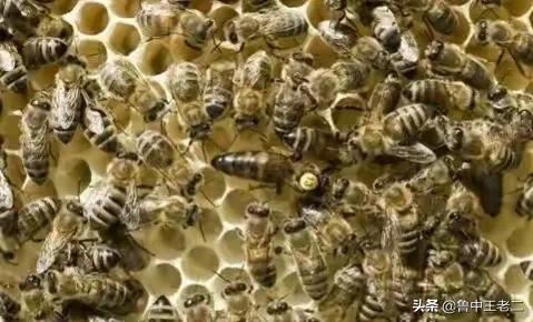 中国大虎头蜂打得过蚂蚁吗,虎头蜂入侵乡村