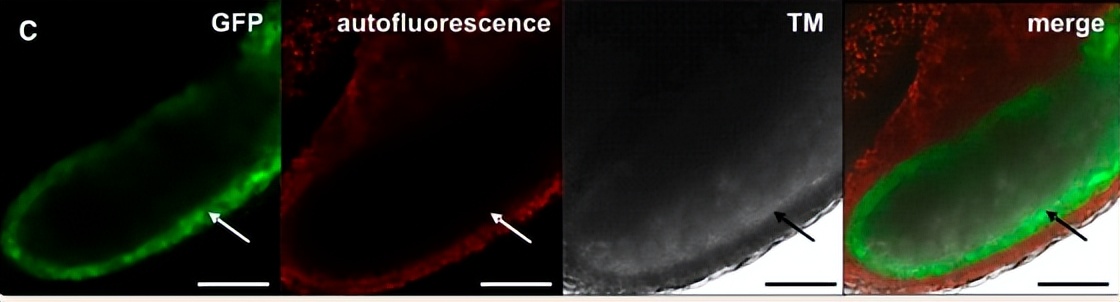 NPF2.8促进因子对拟南芥花粉表面黄酮醇糖苷积累作用的研究