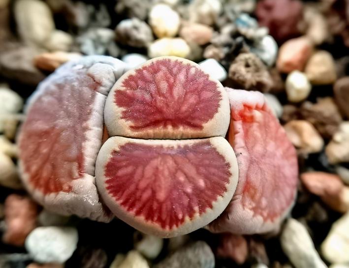 被奉为“顶配”的多肉石生花，光照片好看，入手就后悔，太丑