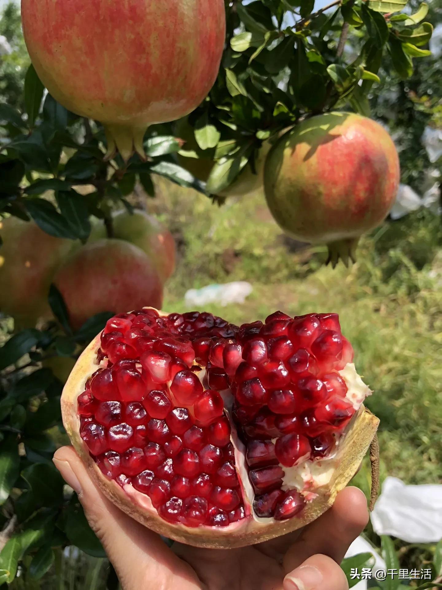 突尼斯软籽石榴超级好吃,突尼斯软籽石榴不用吐籽就能吃