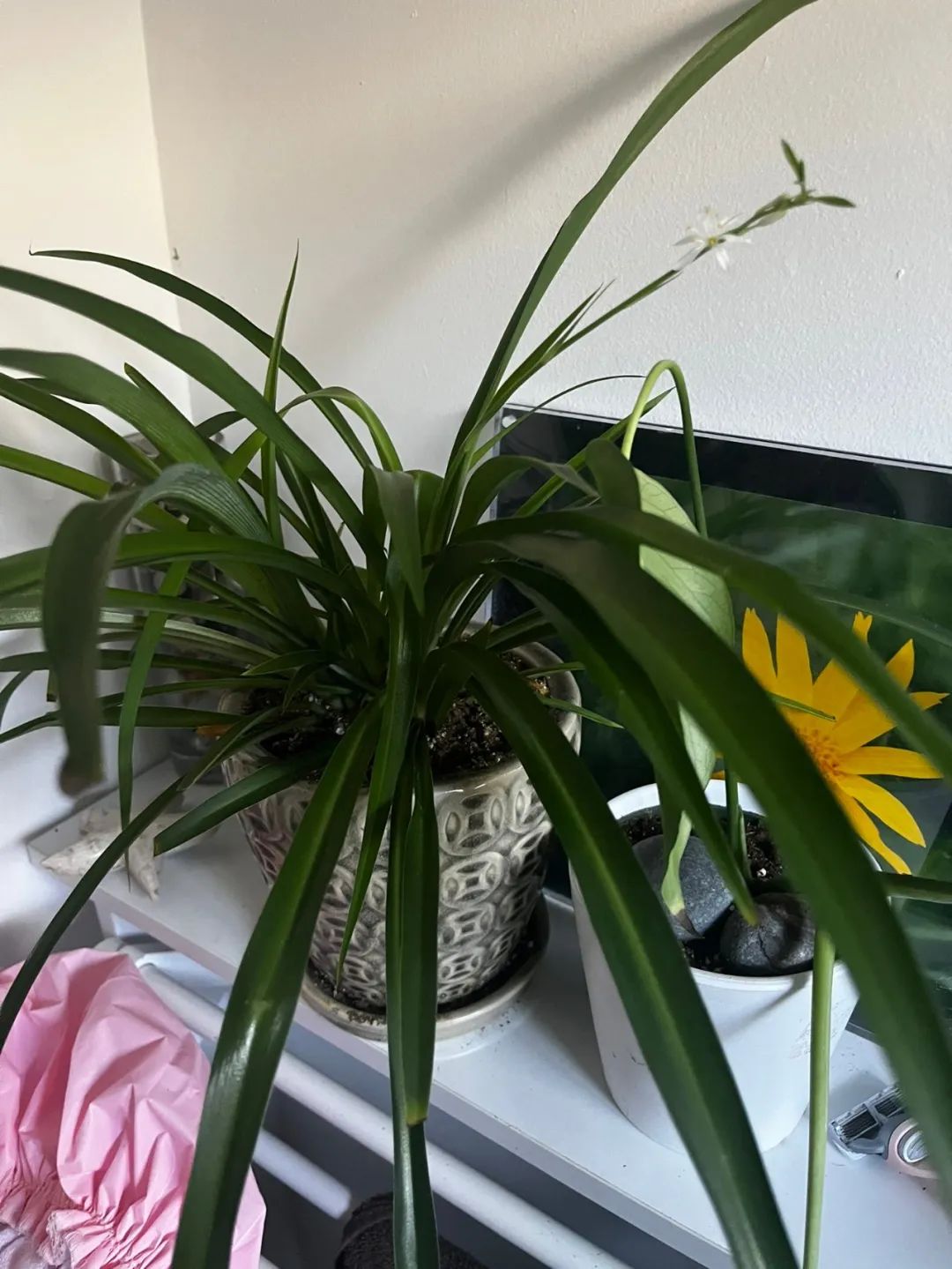 好养活且好看的室内绿植,好养的高颜值室内绿植有哪些