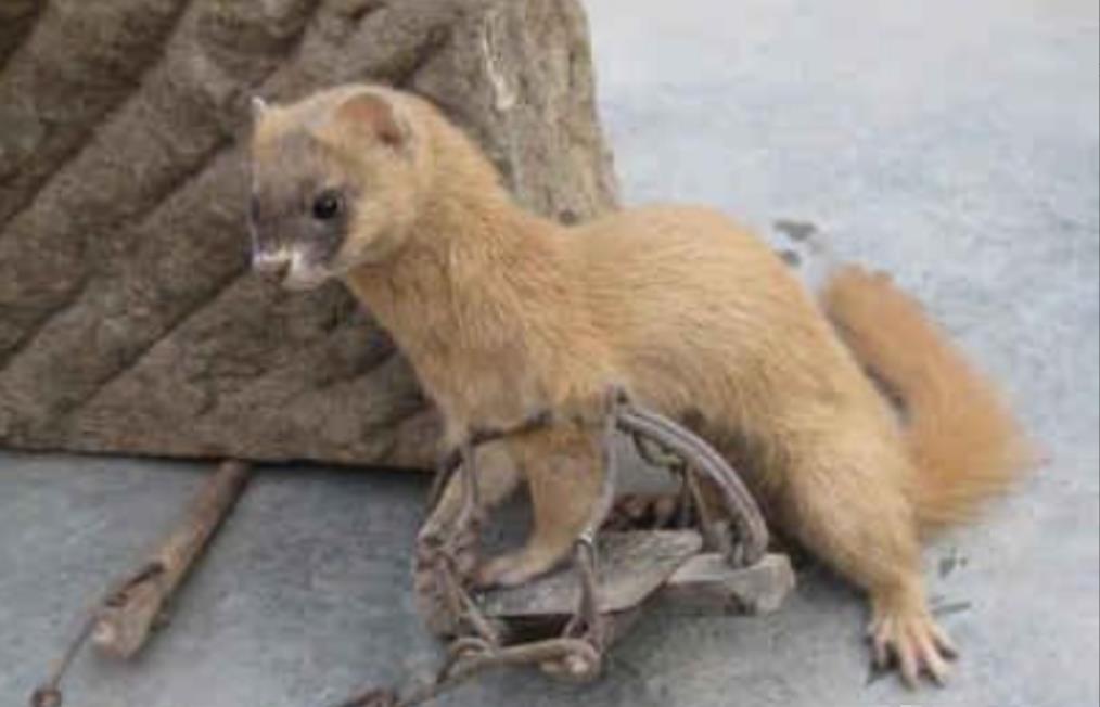 晚上看到黄鼠狼进鸡窝偷鸡吃,半夜回家碰到黄鼠狼