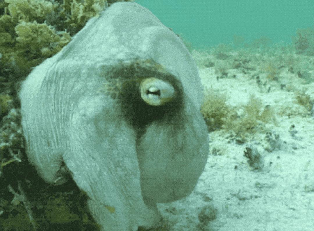 最新研究称章鱼或于5亿年前来到地球,为何总说章鱼是外星生物?