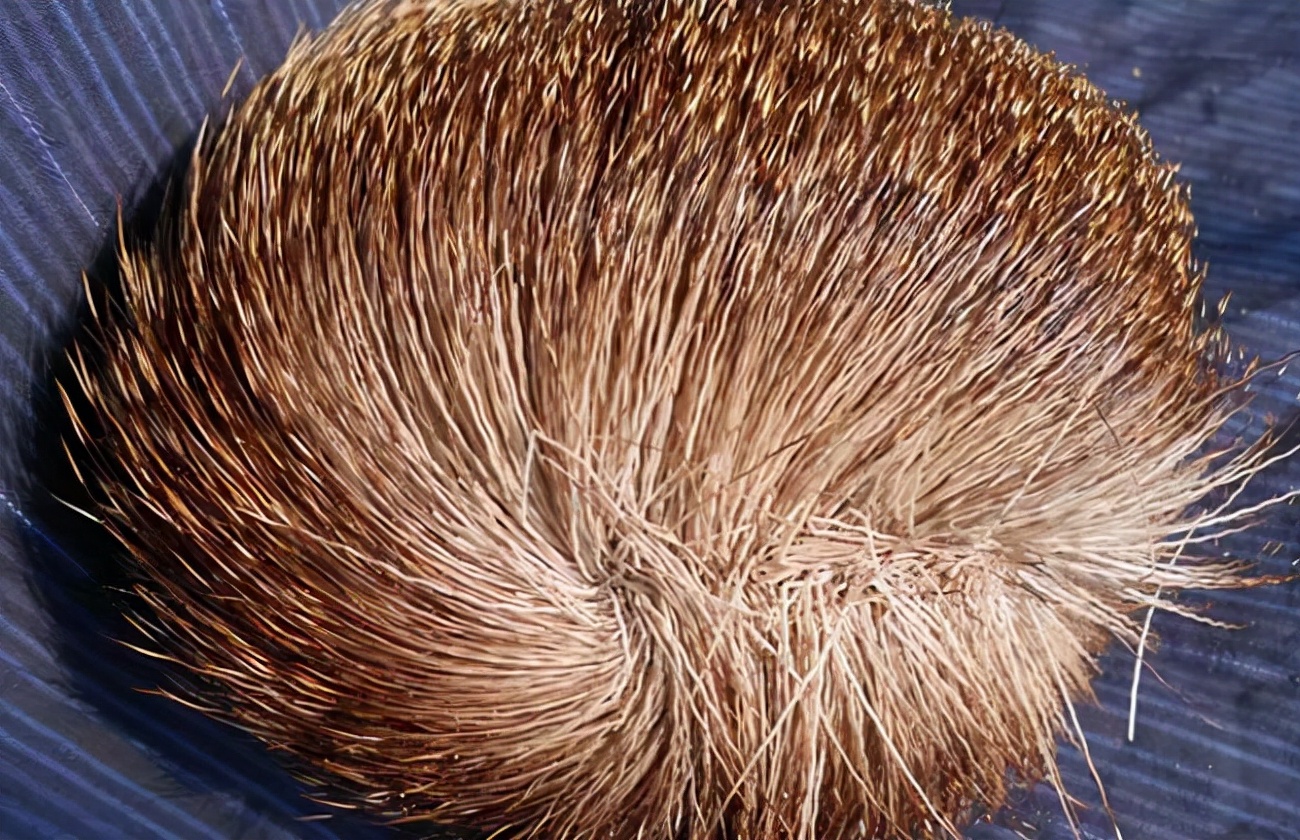 钓鱼窝料打假视频,网红窝料野钓专用