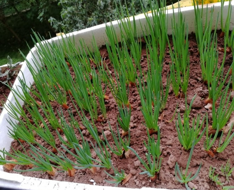 阳台种菜可以多茬采收,在阳台种菜最快采收的五种蔬菜