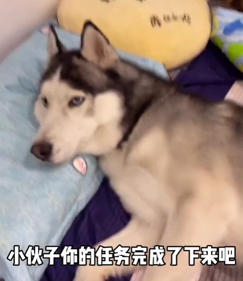 全网最听话的奥斯卡二哈,一只被主人逼疯的二哈奥斯卡