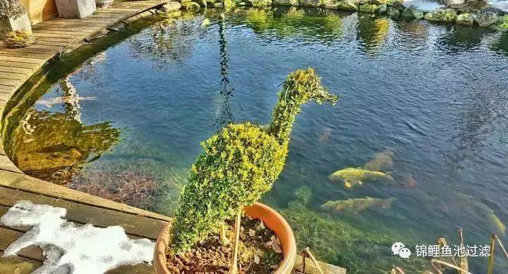 池养锦鲤新手必备十大忠告,锦鲤和什么一起可以有效清理藻类