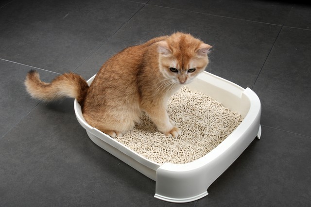 猫咪拉屎不去猫砂盆怎么办,猫咪老是不在猫砂盆里拉屎怎么办