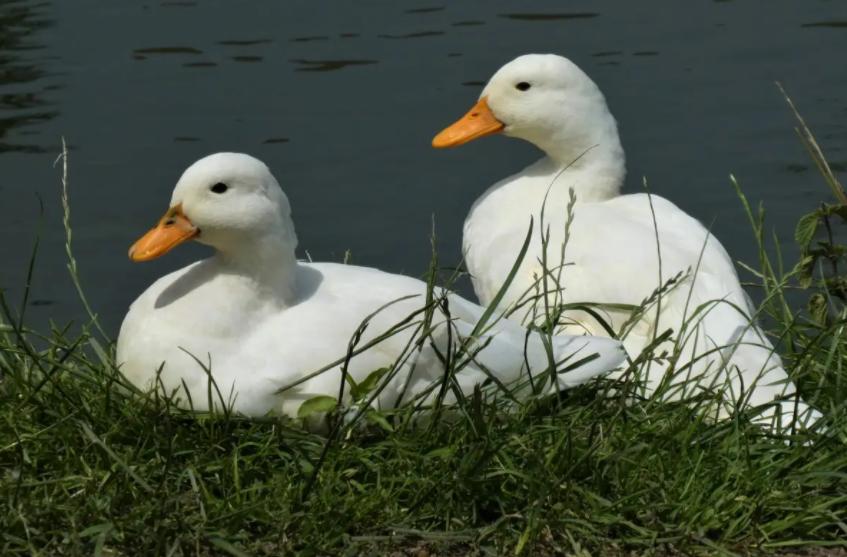 蛋鸭粪便稀黄怎么回事,蛋鸭拉稀腹泻怎么治疗