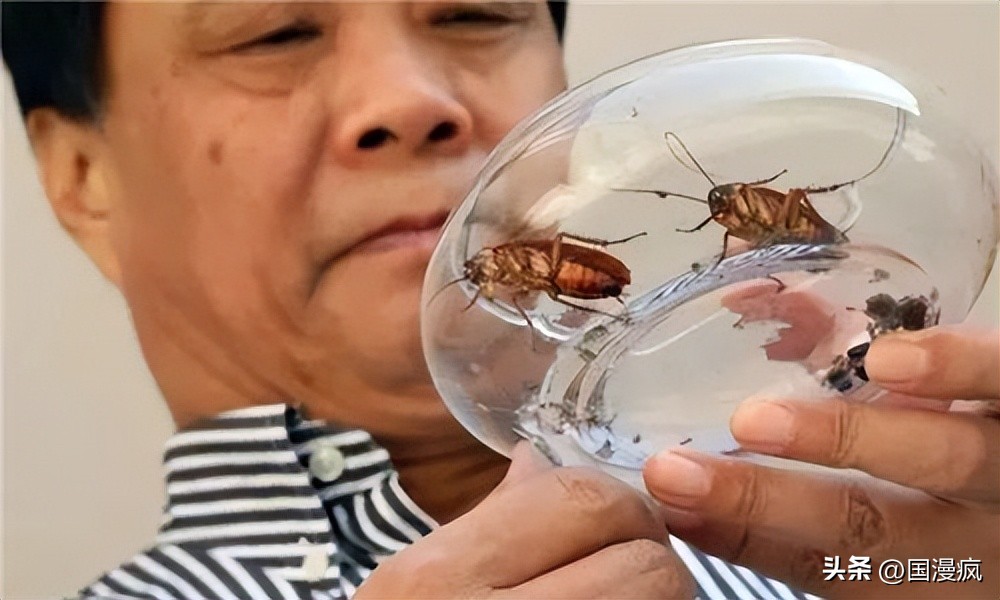 全国最大的蟑螂养殖基地在哪里,中国蟑螂养殖第一人