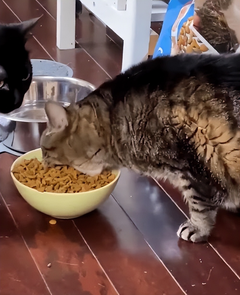 请问猫咪挑食吃什么猫粮最好,猫咪挑食不吃猫粮怎么纠正