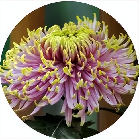 13个“菊王”，哪个才是你心目中的王者？