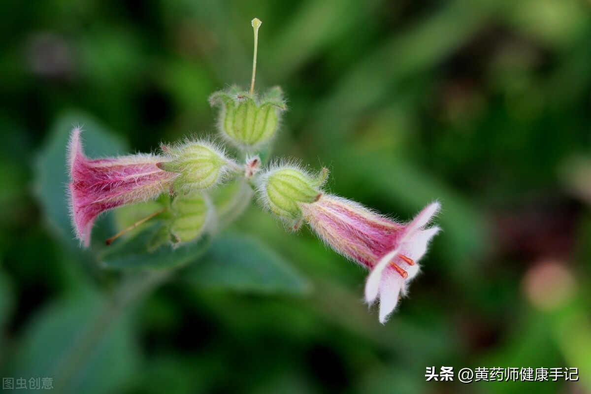 熟地黄能治疗肝肾阴虚,熟地黄能治肾气虚吗