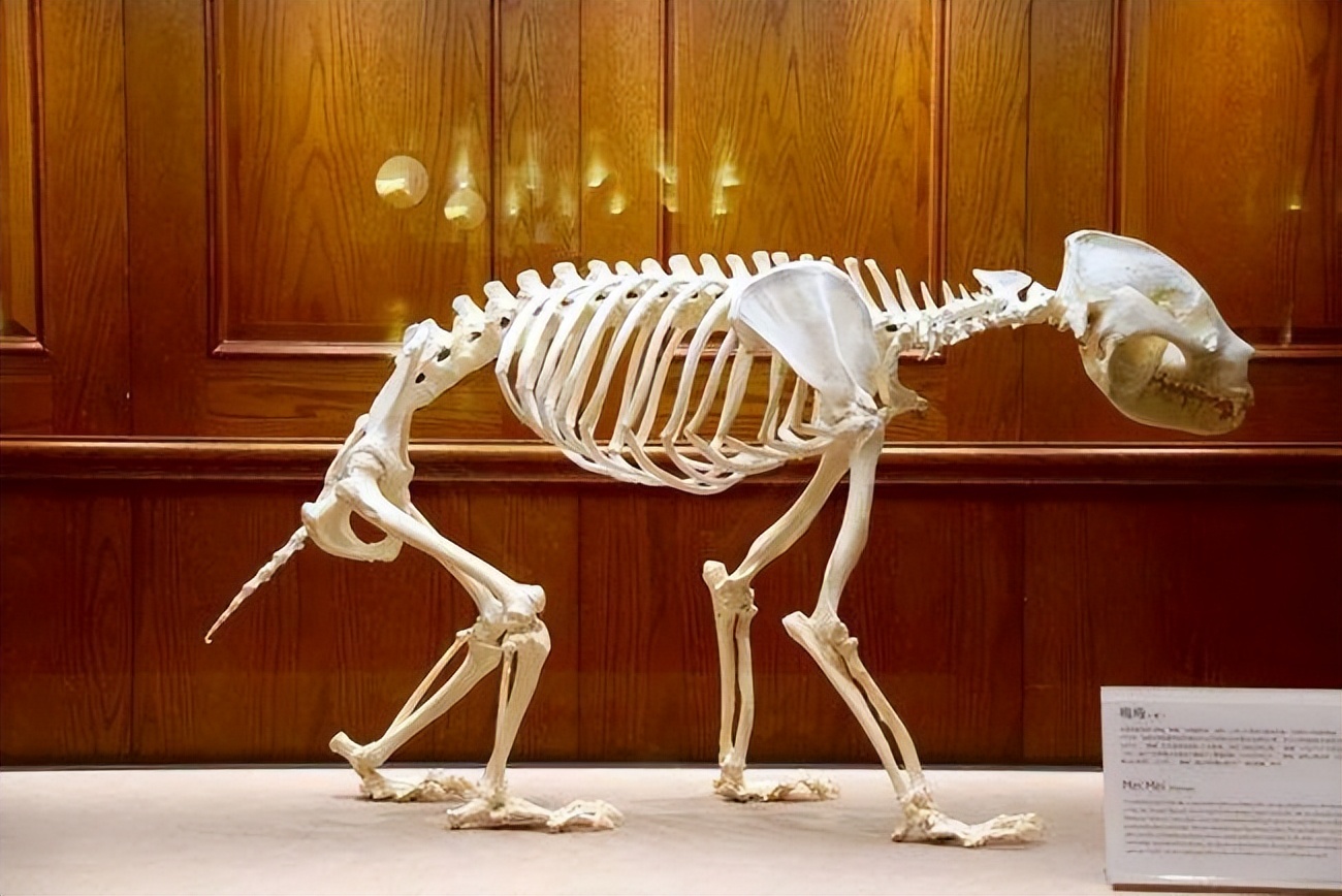 大熊猫只有中国养得起吗,大熊猫一年花费多少